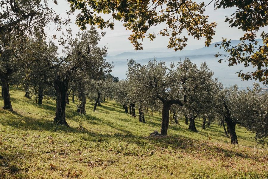 Cosa è l'olio Primissimo?