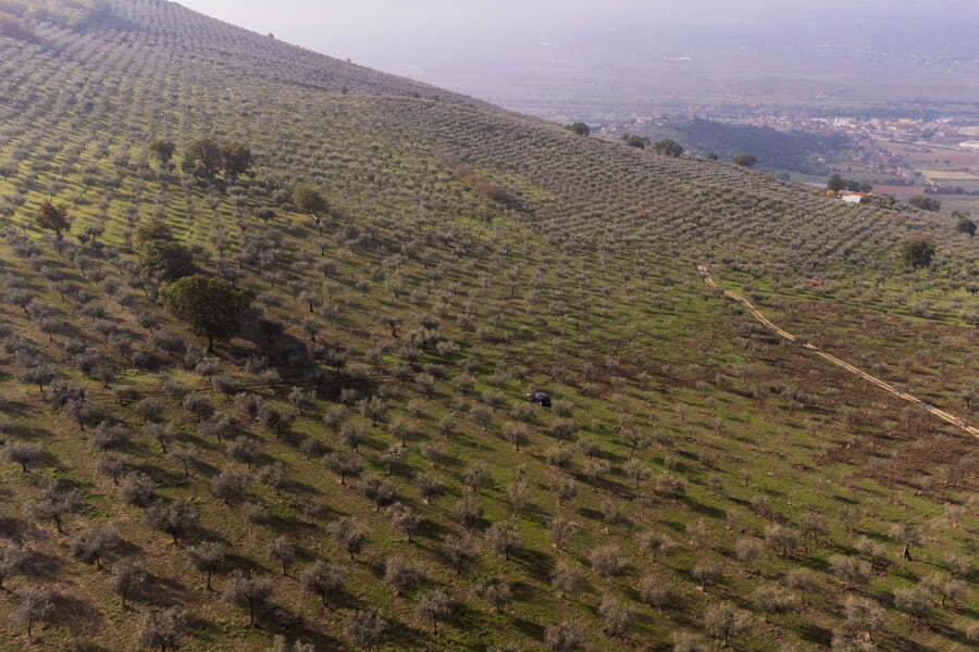Guida completa all'olio extravergine di oliva italiano: come riconoscerlo