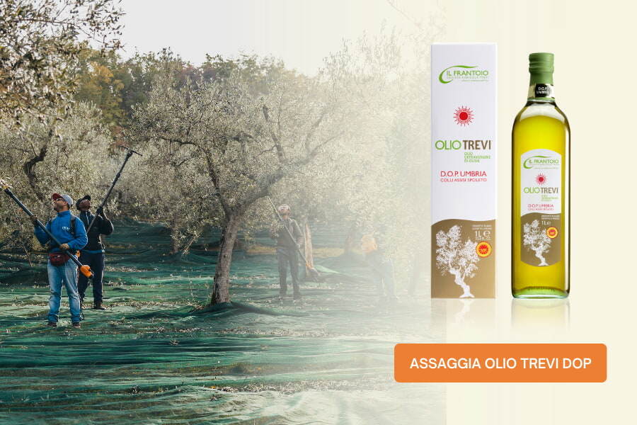 olio-trevi-dop-periodo-raccolta-olive