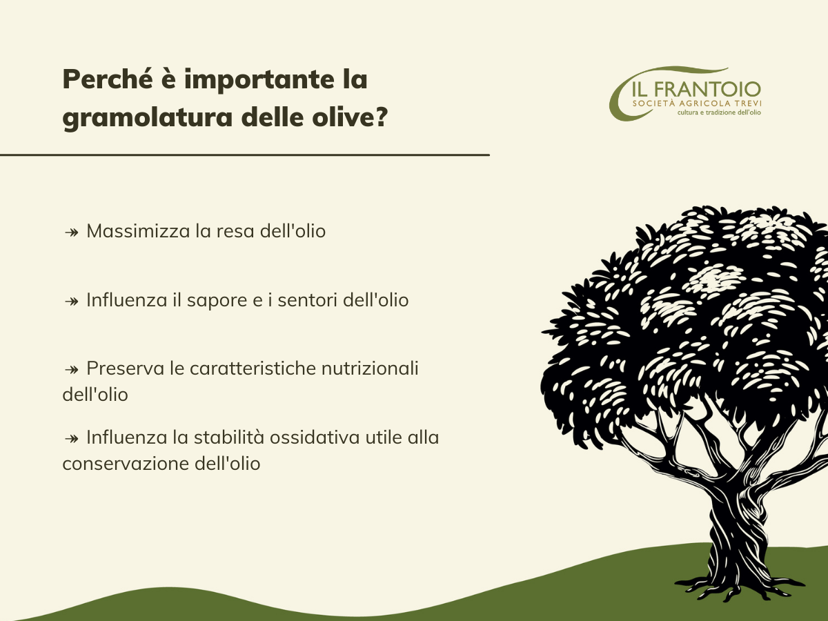 Perché è importante la gramolatura delle olive?