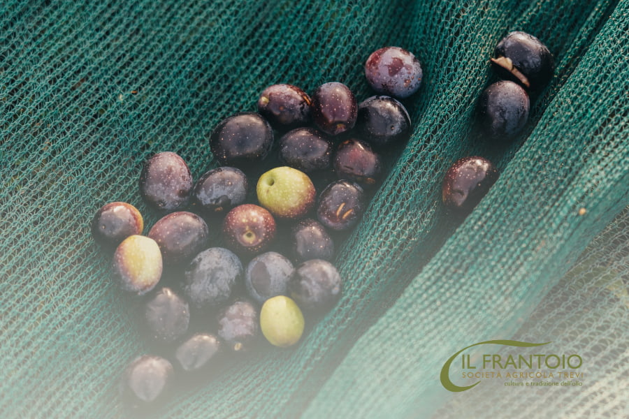 Molitura olive: entro quando bisogna lavorare le olive dopo la raccolta?