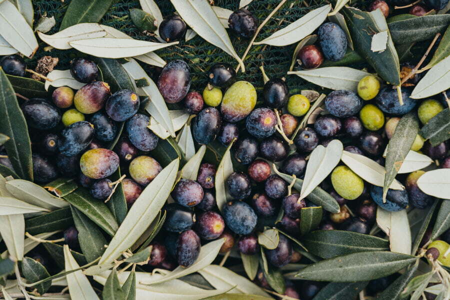 Le migliori tipologie di olive italiane