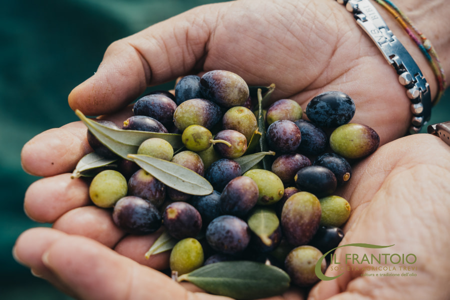 Olio EVO nuovo: qual è il momento giusto per raccogliere le olive?