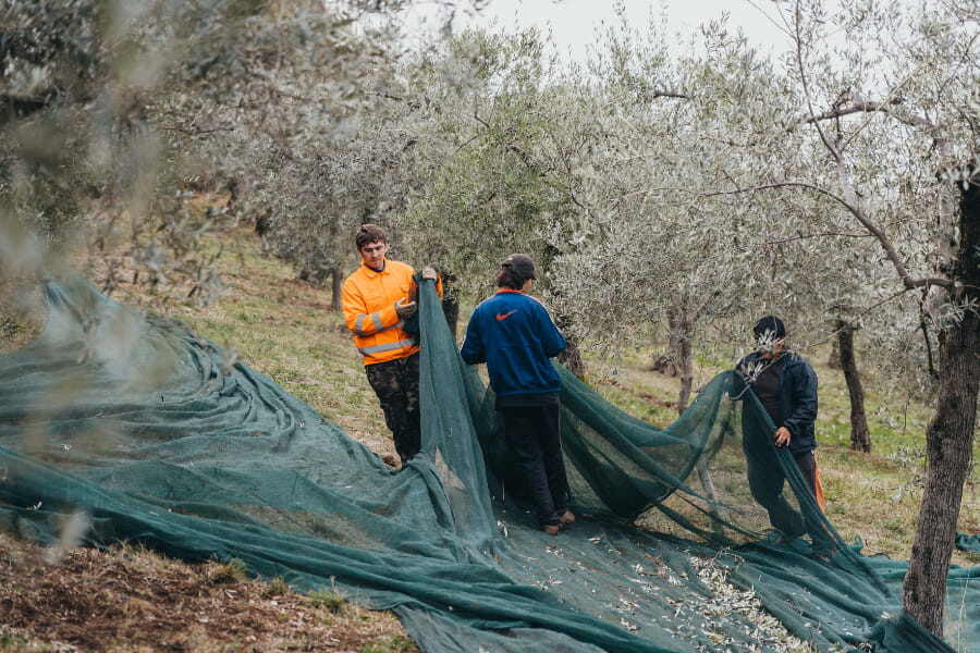 Qual è il periodo di raccolta delle olive?