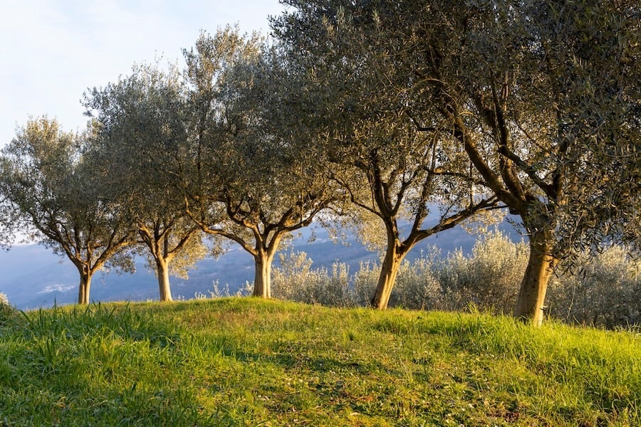 Perché l'Umbria è la terra dell'olio?