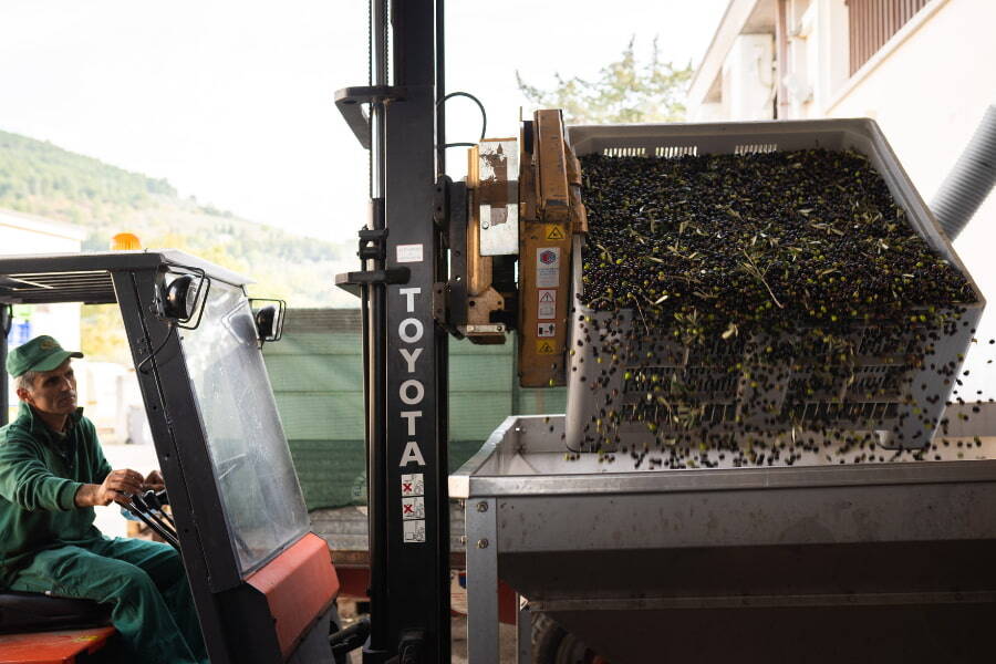 La qualità della lavorazione delle olive di Trevi