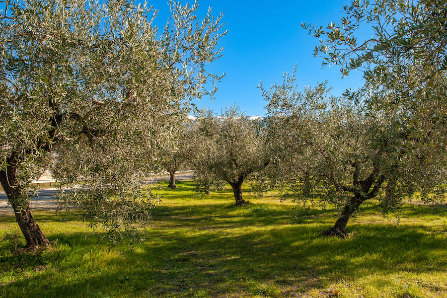 Quali sono le varietà di oliva in Italia?