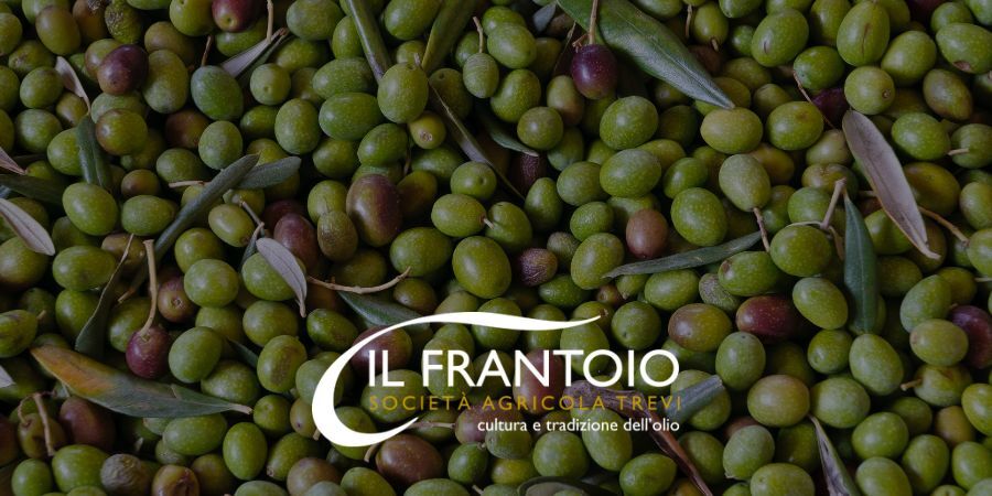 Quali sono le migliori olive italiane?